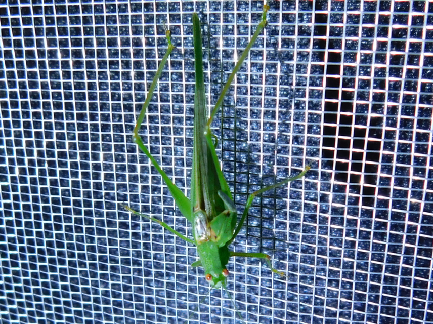 Phaneroptera nana - pontozott repülőszöcske