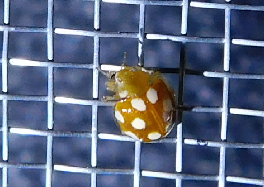 Vibidia duodecimguttata - tizenkétcseppes füsskata