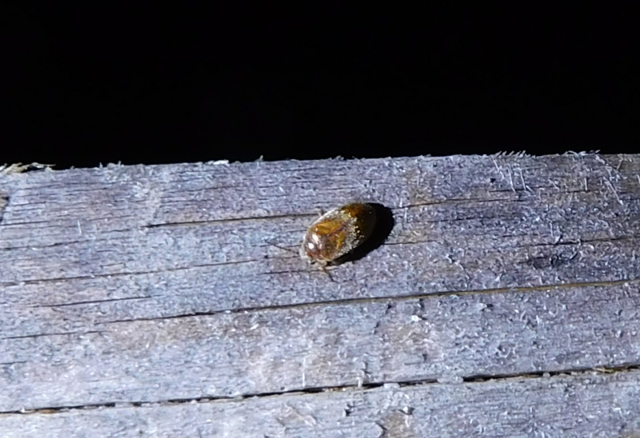 Scirtidae - rétbogárfélék
