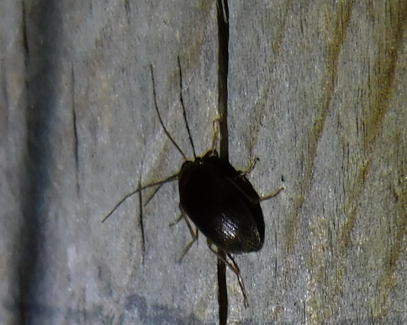 Hymenalia rufipes - rőtlábú alkonybogár