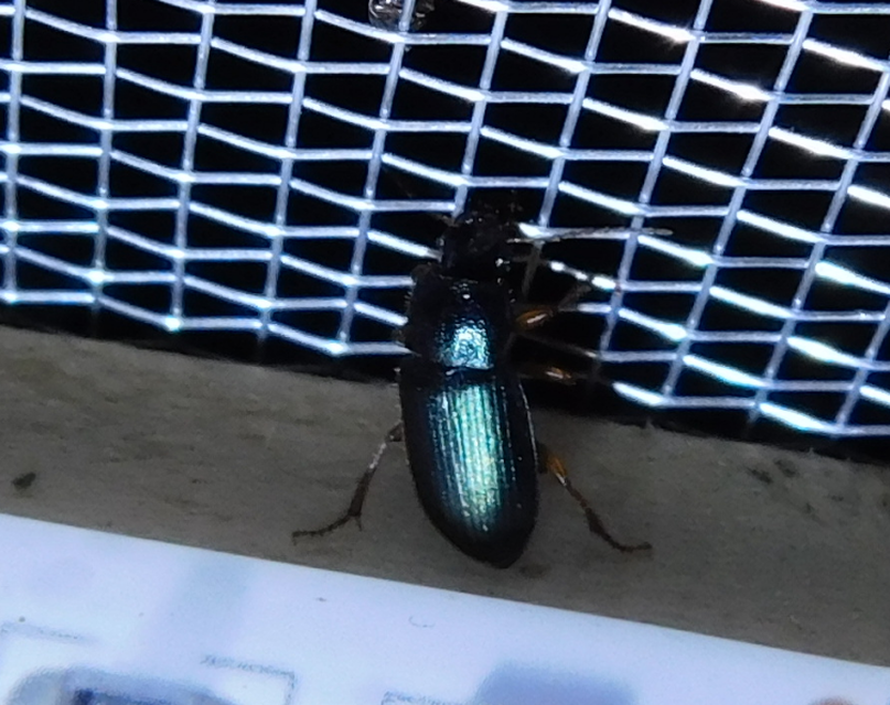 Ophonus azureus - azúrkék bársonyfutó