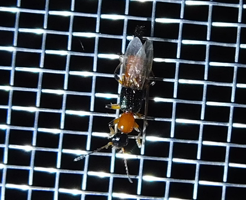 Paederus