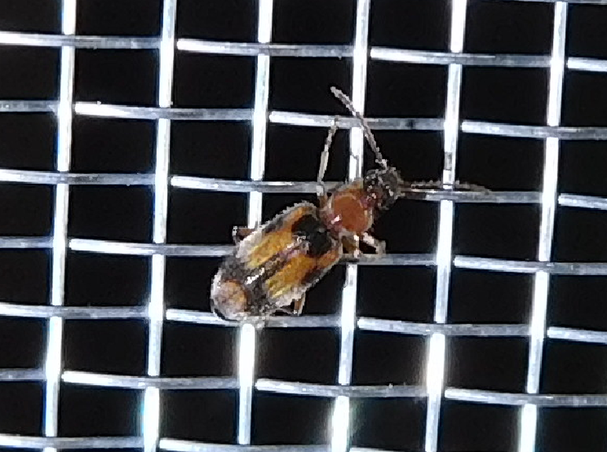 Notoxus appendicinus - déli nyakszarvúbogár