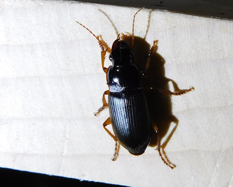 Harpalus griseus - kis selymesfutó
