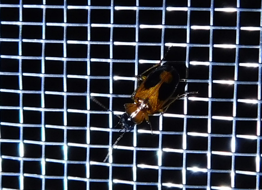 Badister meridionalis - közönséges posványfutonc