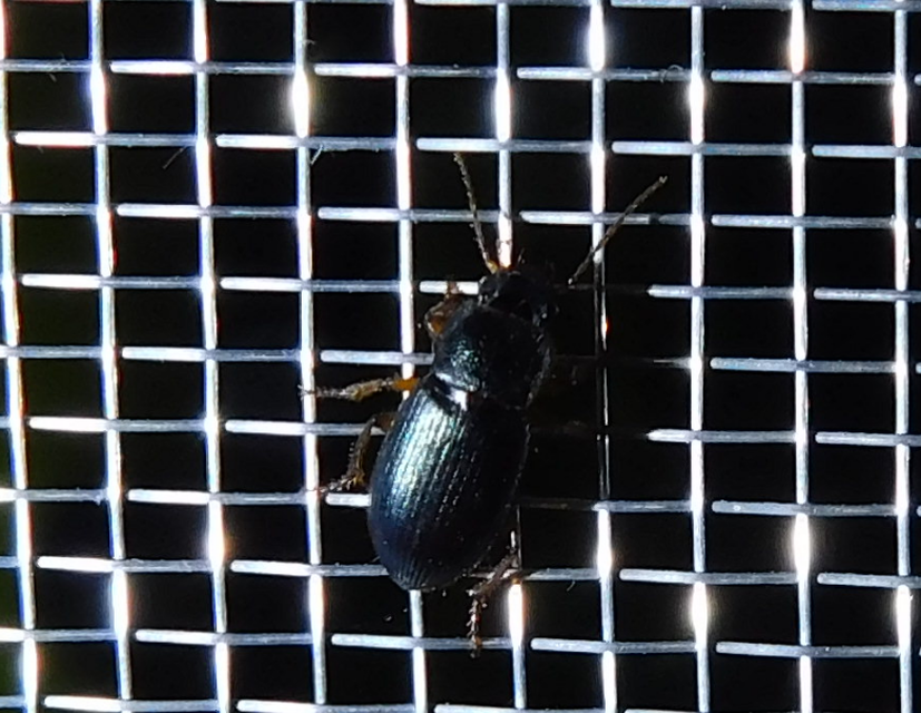 Ophonus azureus - azúrkék bársonyfutó