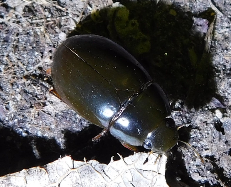 Hydrochara caraboides - kis csibor