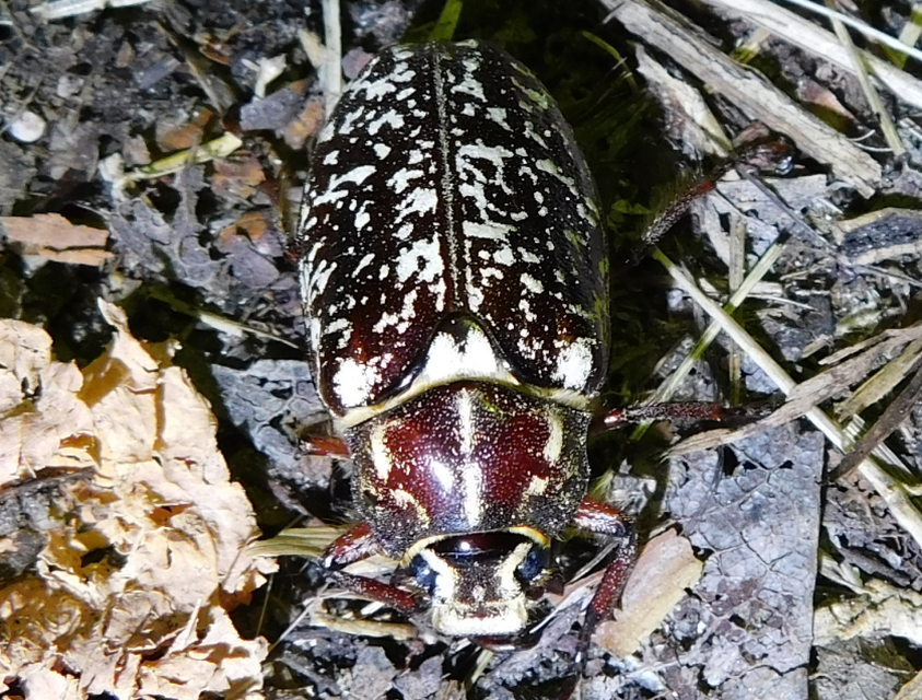 Polyphylla fullo - csapó cserebogár