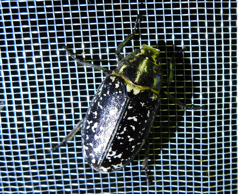 Polyphylla fullo - csapó cserebogár