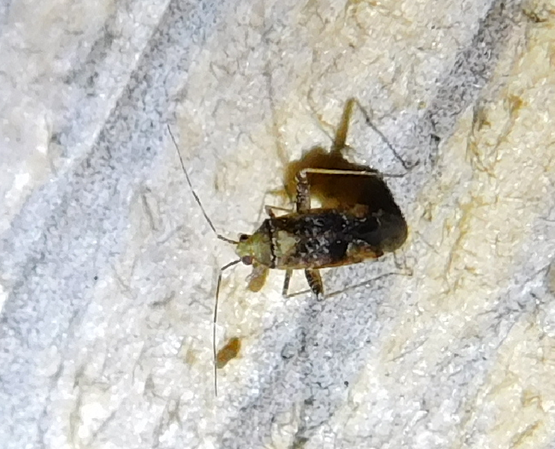 Phytocoris