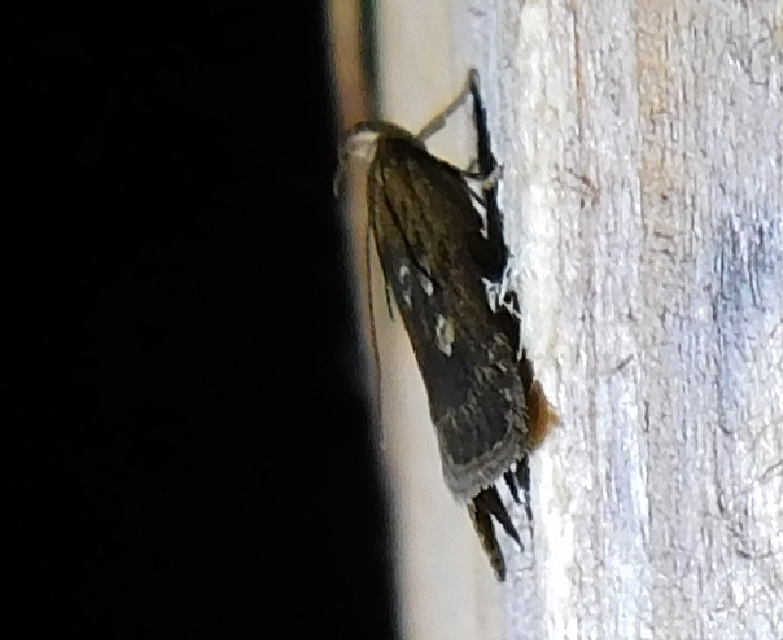 Helcystogramma