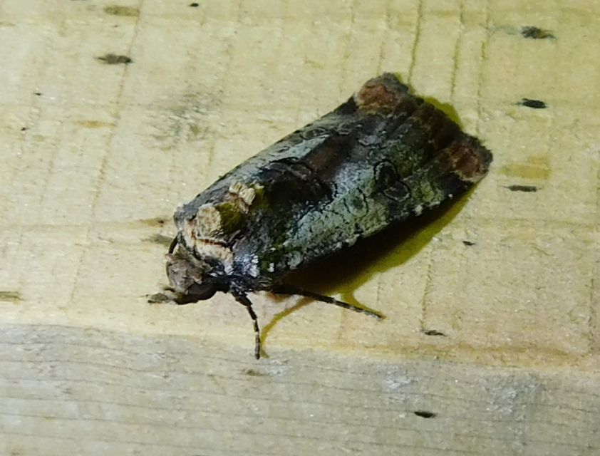 Epilecta linogrisea - karcsú sárgafűbagoly