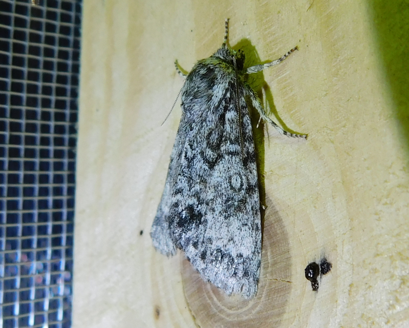 Acronicta megacephala - nagyfejű szigonyosbagoly