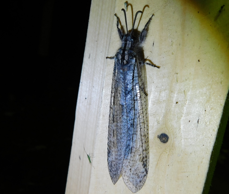 Acanthaclisis occitanica - pusztai hangyaleső