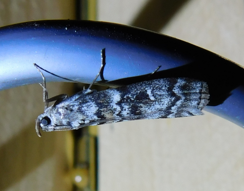 Dioryctria