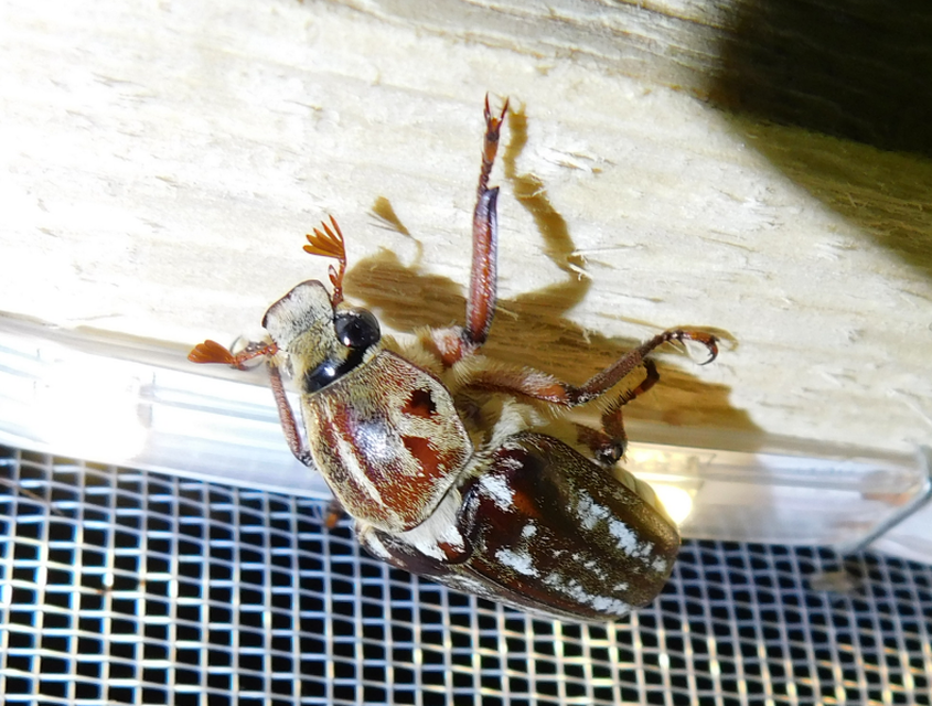 Anoxia orientalis - keleti cserebogár