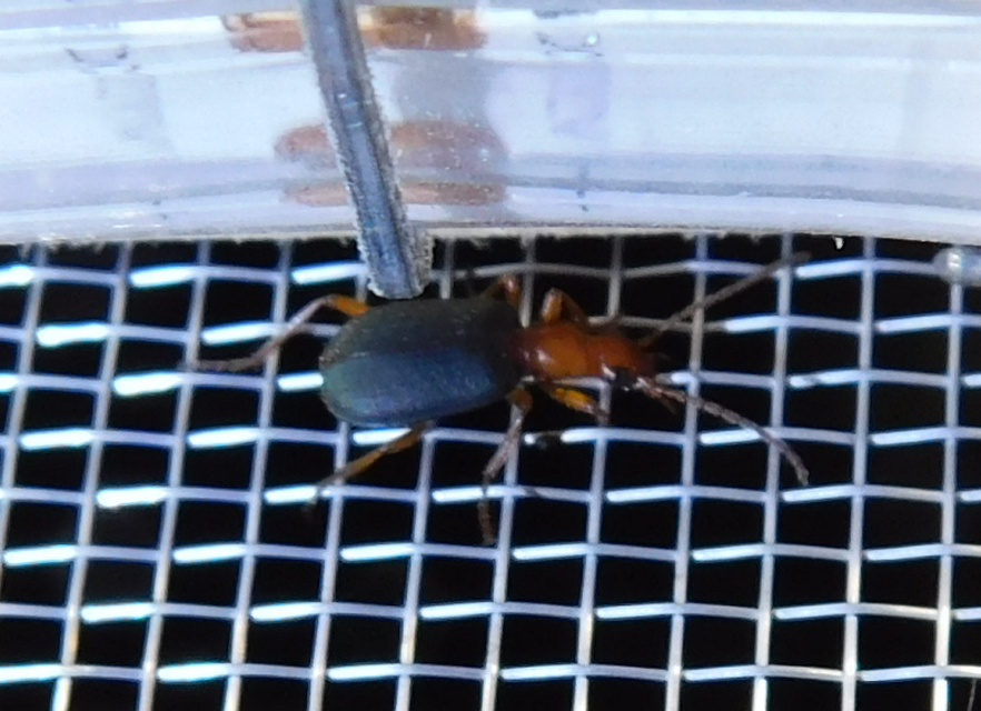 Brachinus