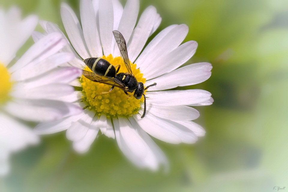 Stenodynerus