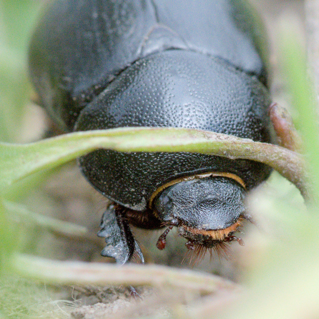 Pentodon idiota - butabogár