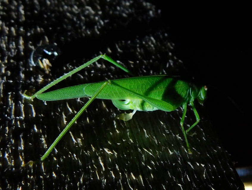 Phaneroptera nana - pontozott repülőszöcske