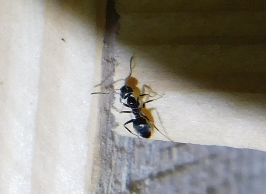 Formica fusca - kormos rabszolgahangya