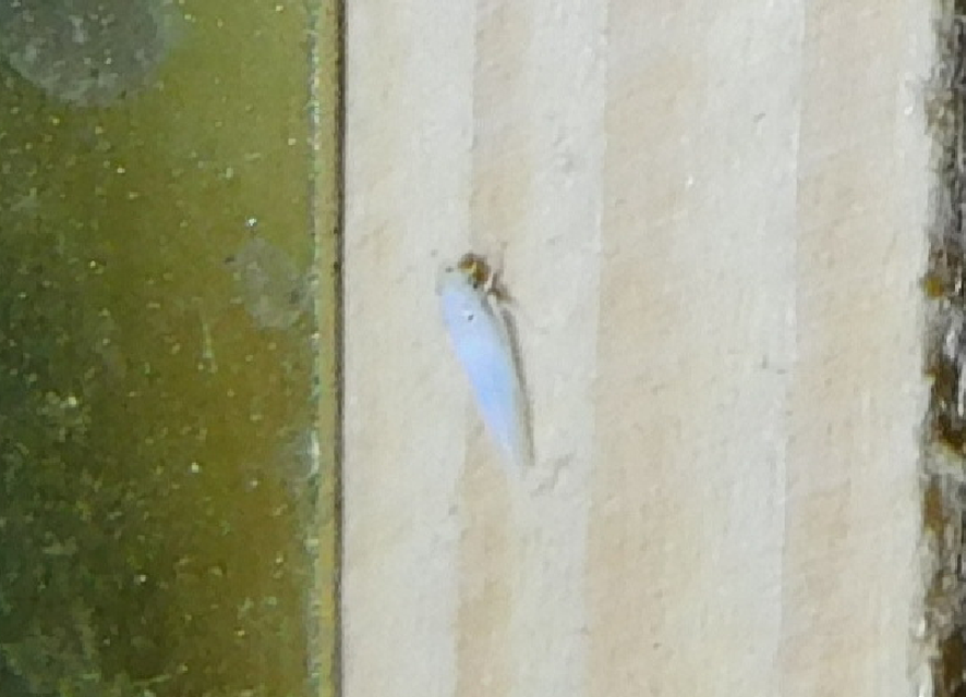 Zygina nivea