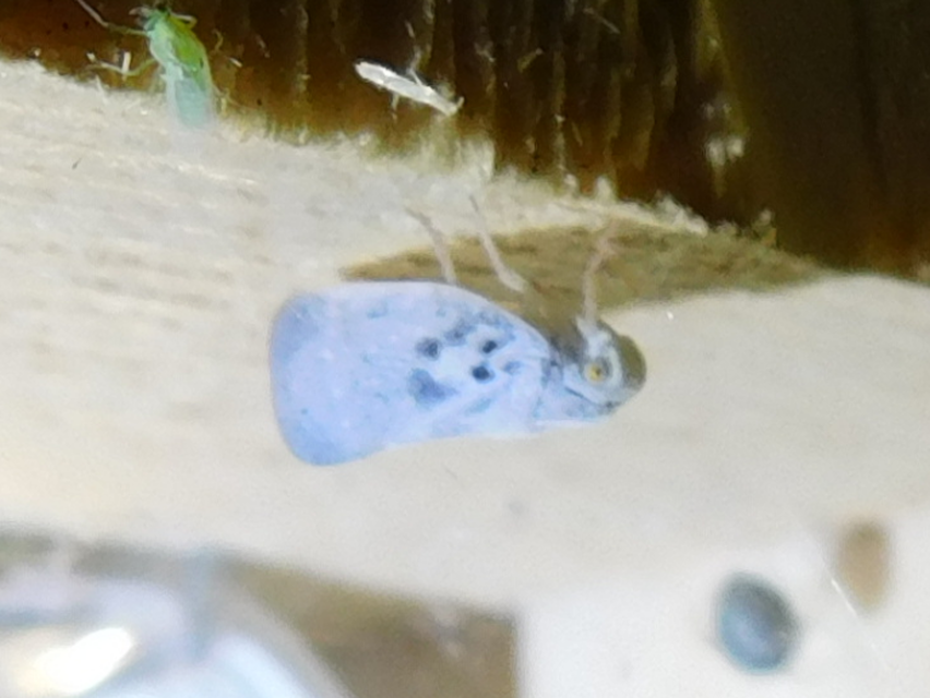 Metcalfa pruinosa - amerikai lepkekabóca