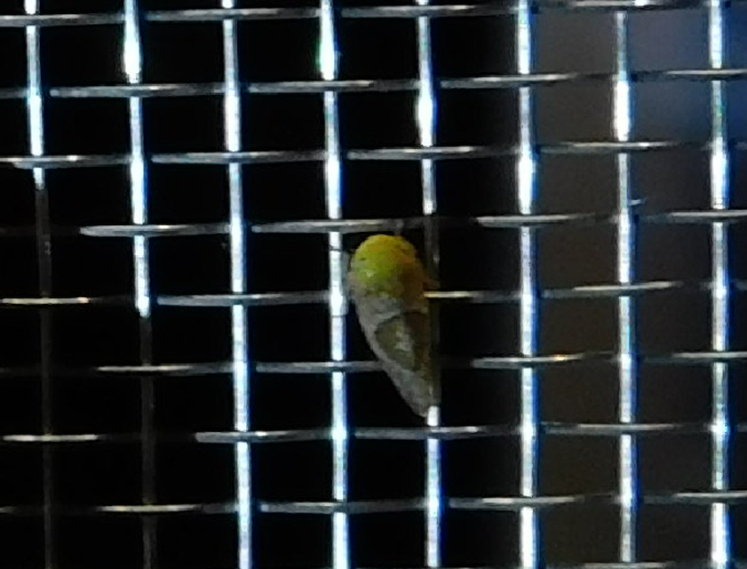Hishimonus hamatus