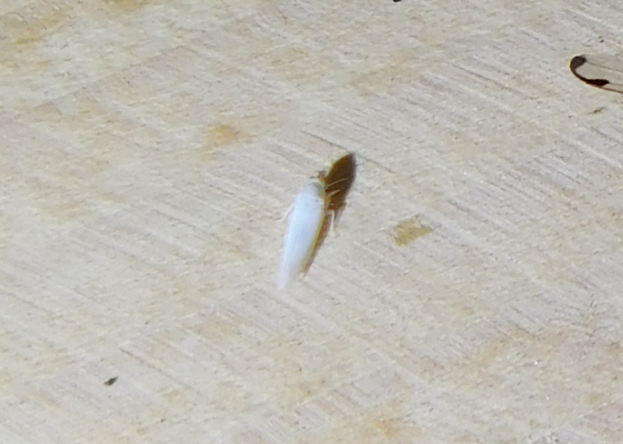 Zygina nivea