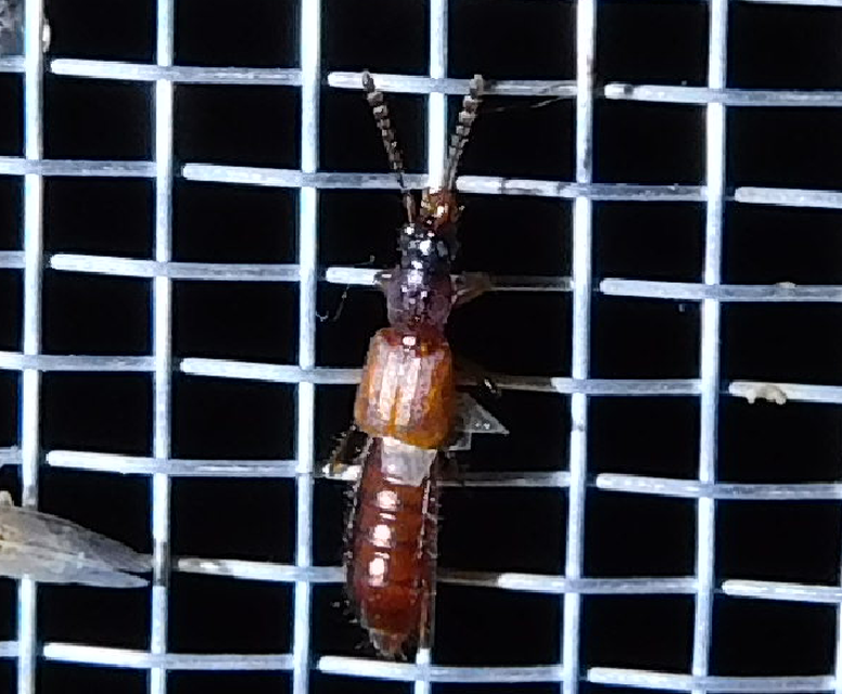 Manda mandibularis