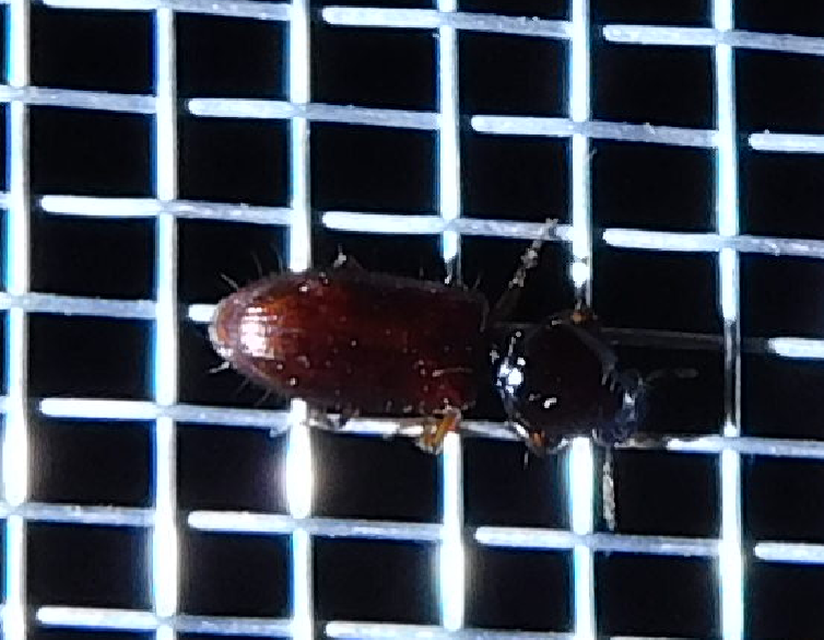 Clivina fossor - egyszínű vakondfutó