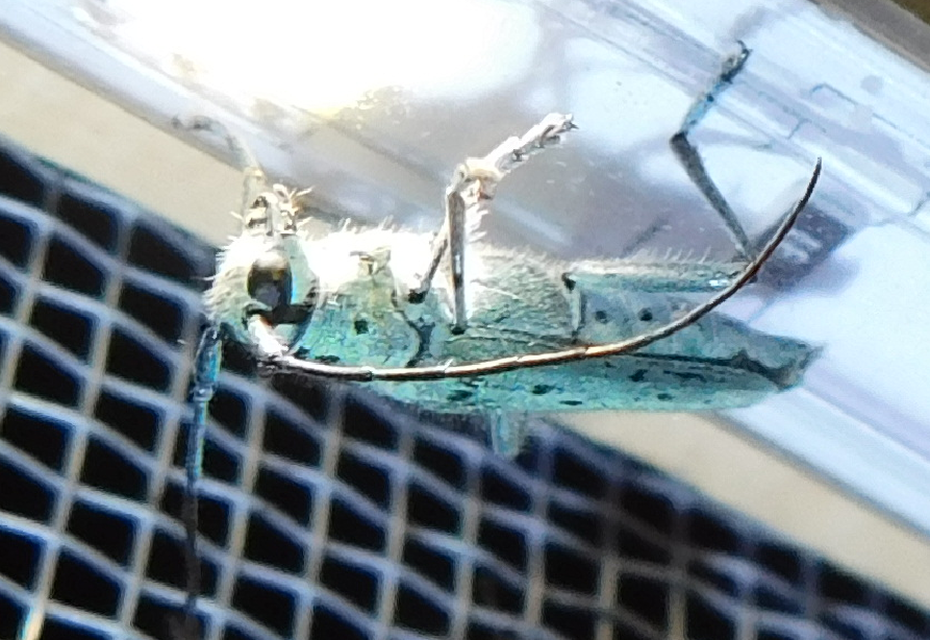 Saperda punctata - pettyes szilcincér Saperda punctata - pettyes szilcincér