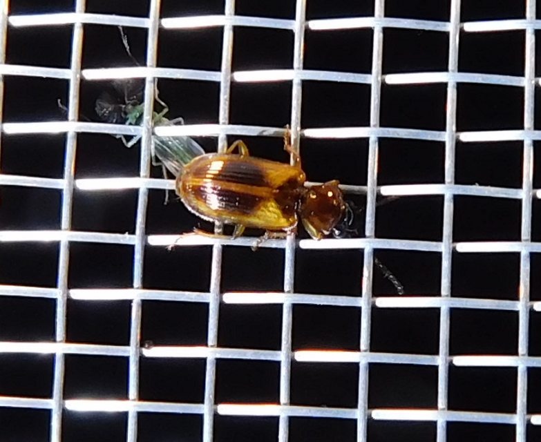 Anthracus consputus - nyerges kisdedfutó