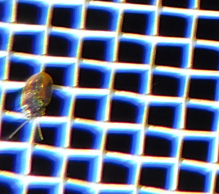 Scirtidae - rétbogárfélék