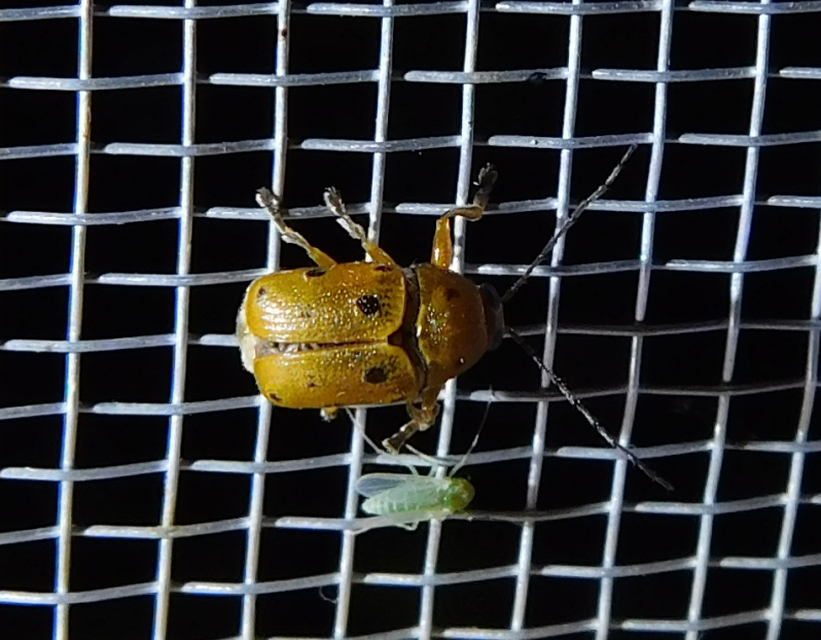 Cryptocephalus octomaculatus - nyolcfoltos zömökbogár