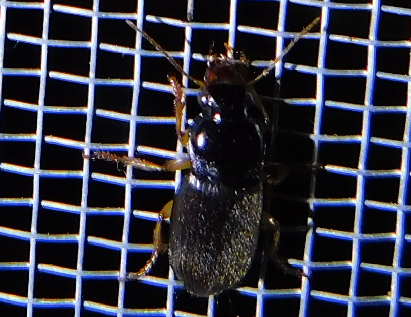 Harpalus griseus - kis selymesfutó
