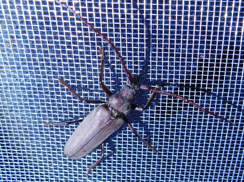 Aegosoma scabricorne - diófacincér