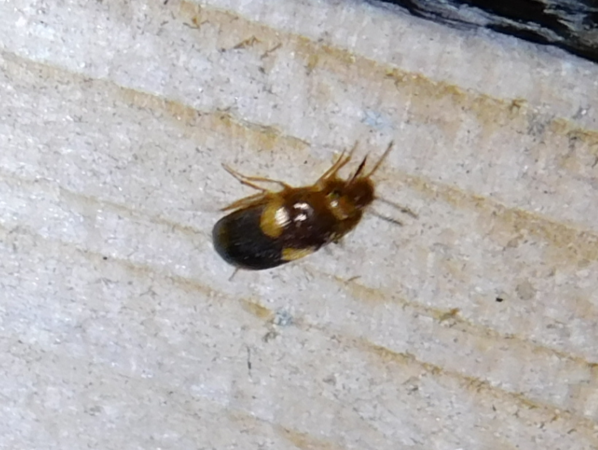 Mycetophagus quadripustulatus - négyfoltos gombabogár
