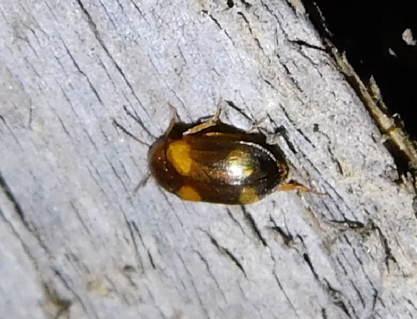 Mycetophagus quadripustulatus - négyfoltos gombabogár