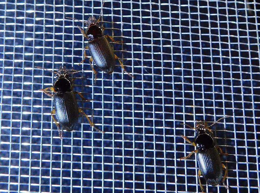Harpalus griseus - kis selymesfutó