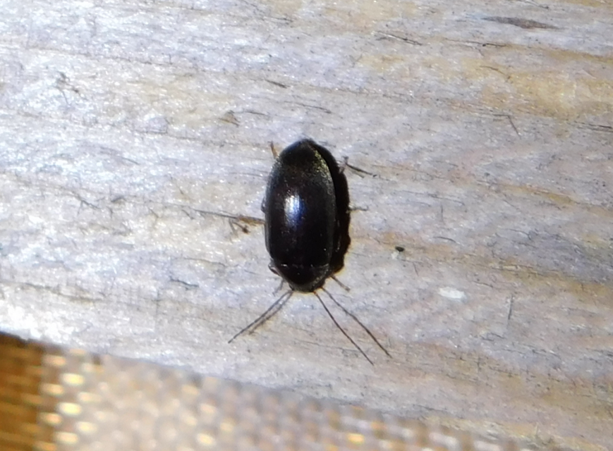 Hymenalia rufipes - rőtlábú alkonybogár