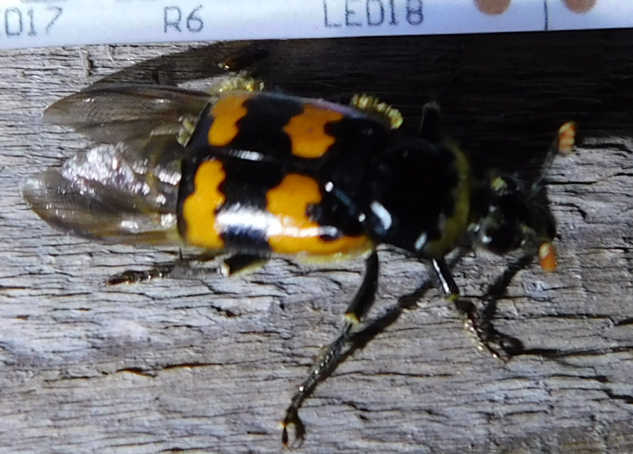 Nicrophorus vespillo - közönséges temetőbogár