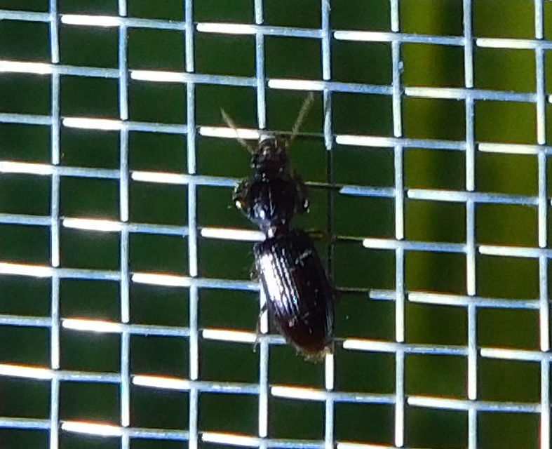 Clivina fossor - egyszínű vakondfutó