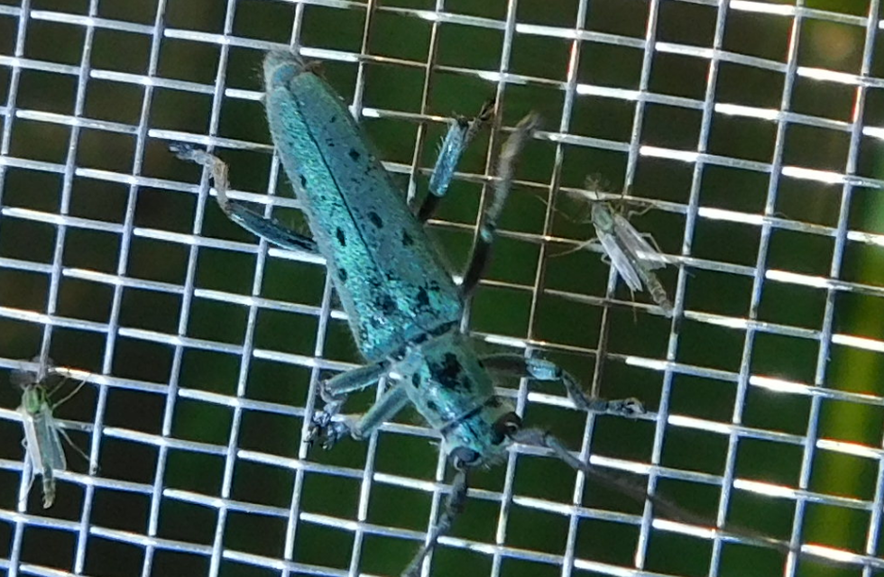 Saperda punctata - pettyes szilcincér Saperda punctata - pettyes szilcincér