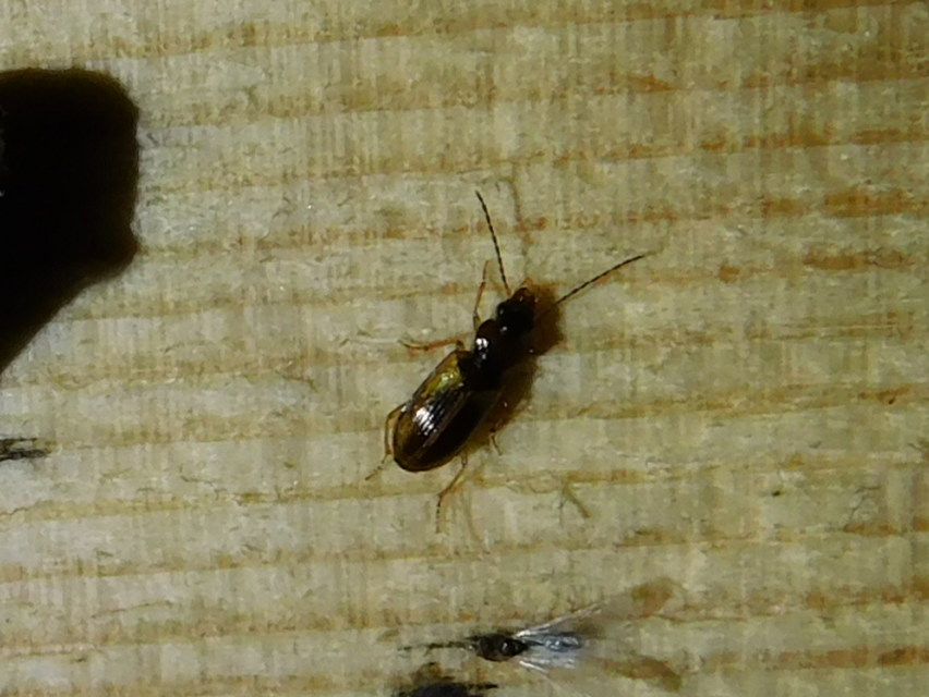 Anthracus consputus - nyerges kisdedfutó