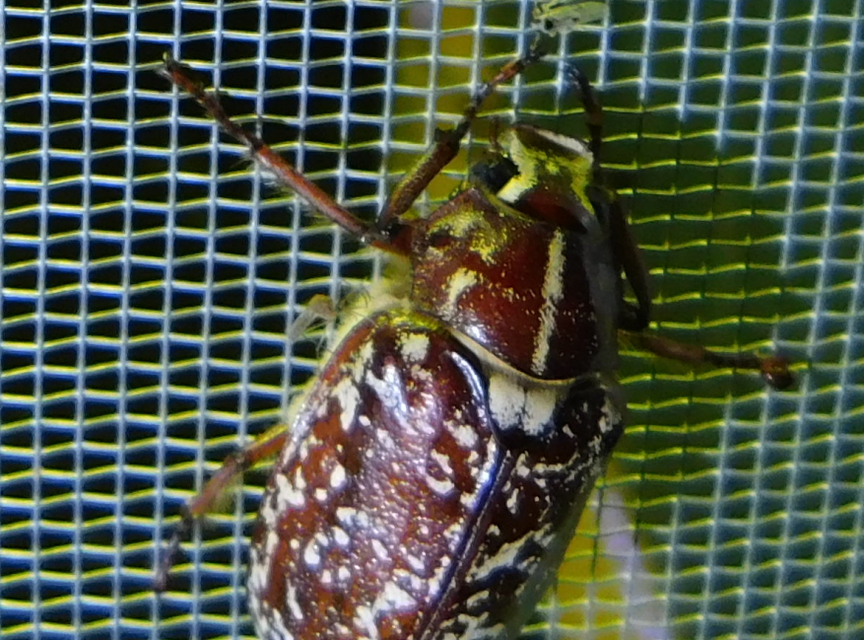 Polyphylla fullo - csapó cserebogár