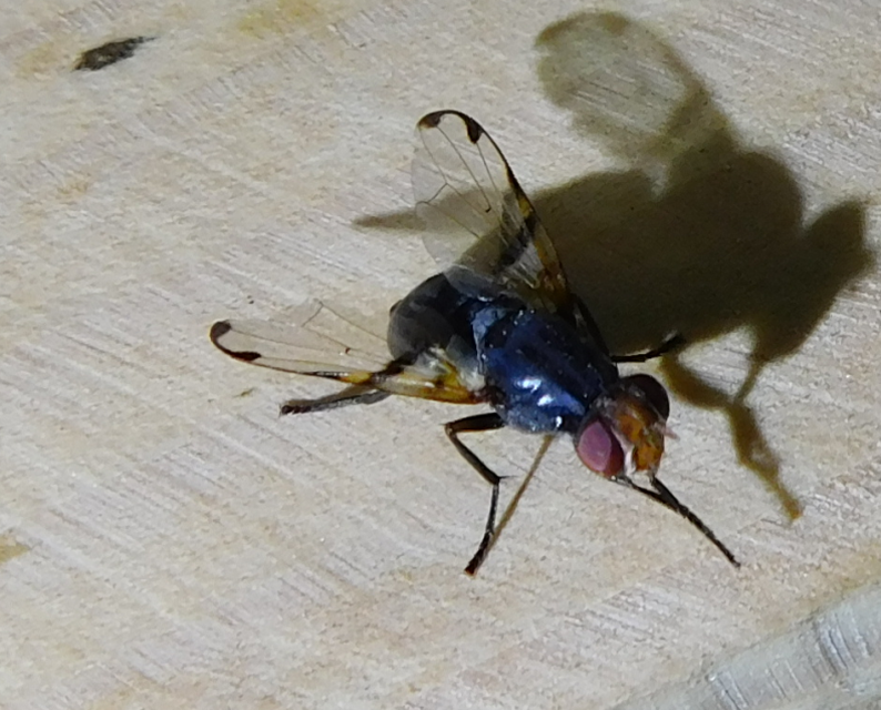 Ulidiidae - foltosszárnyú legyek
