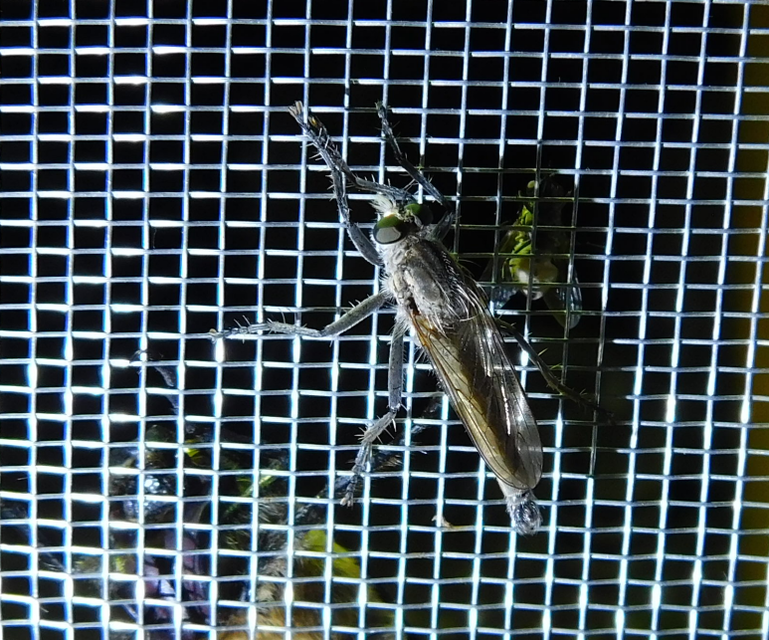 Philonicus albiceps