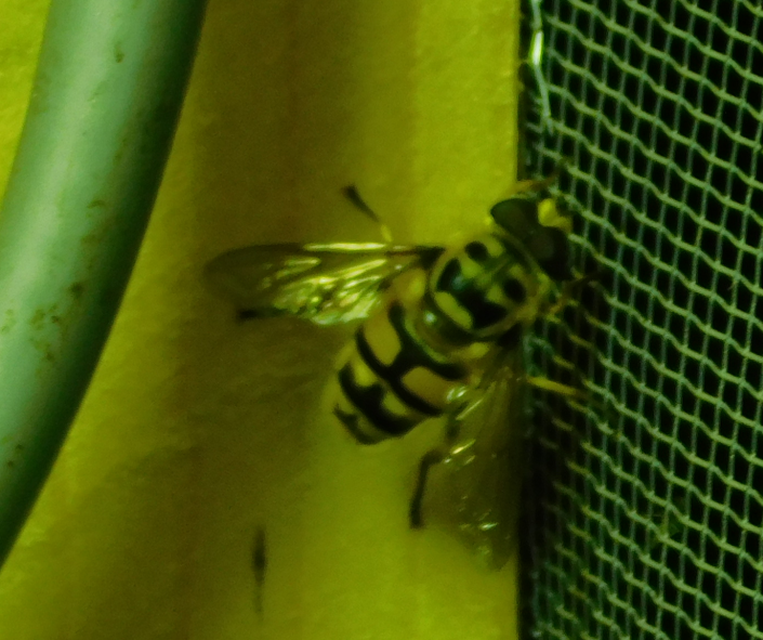 Myathropa florea - halálfejes odúlégy