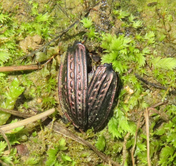 Carabus cancellatus - ragyás futrinka